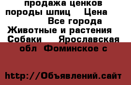 продажа ценков породы шпиц  › Цена ­ 35 000 - Все города Животные и растения » Собаки   . Ярославская обл.,Фоминское с.